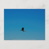 Volant Briefkaart (Voorkant)