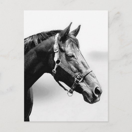 volbloed briefkaart (Voorkant)