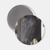 Volbloed Friese Kruismagneet Magneet (Voorkant / Achterkant)