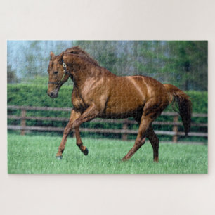 Volbloed hengst, Ierland Legpuzzel