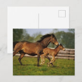Volbloed Kastanje Merrie & Veulen Briefkaart (Voorkant / Achterkant)