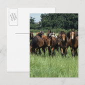 Volbloed- Kereltjes Briefkaart (Voorkant / Achterkant)