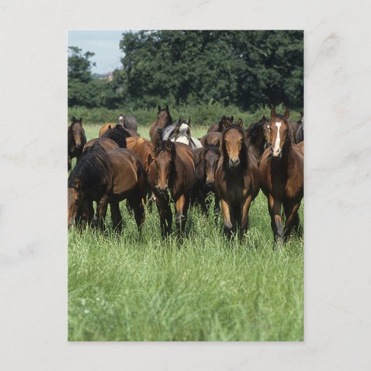 Volbloed- Kereltjes Briefkaart (Voorkant)