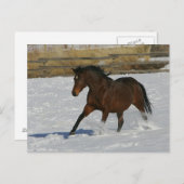 Volbloed- Paard die in de Sneeuw lopen Briefkaart (Voorkant / Achterkant)