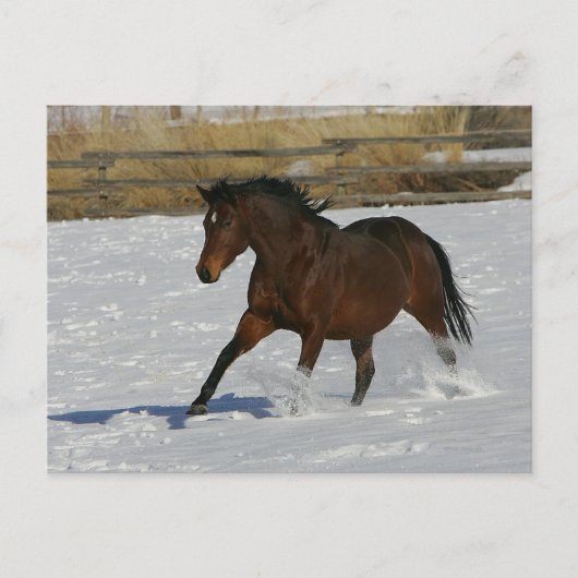 Volbloed- Paard die in de Sneeuw lopen Briefkaart (Voorkant)
