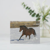 Volbloed- Paard die in de Sneeuw lopen Briefkaart (Staand voorkant)
