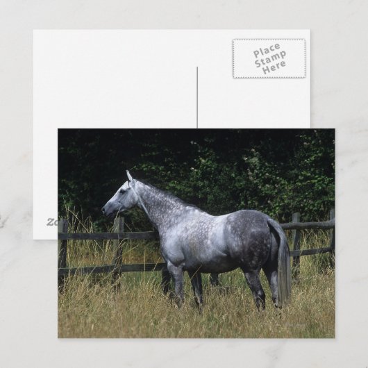 Volbloed- Paard die zich door Omheining bevinden Briefkaart (Voorkant / Achterkant)