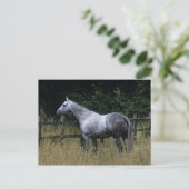 Volbloed- Paard die zich door Omheining bevinden Briefkaart (Staand voorkant)