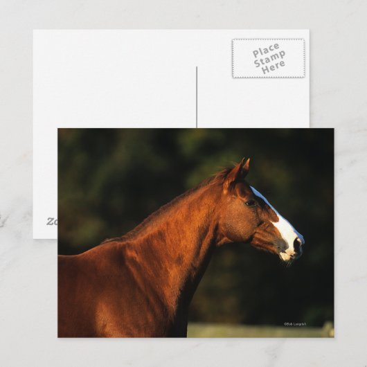 Volbloed- Paard Headshot Briefkaart (Voorkant / Achterkant)