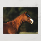 Volbloed- Paard Headshot Briefkaart (Voorkant)