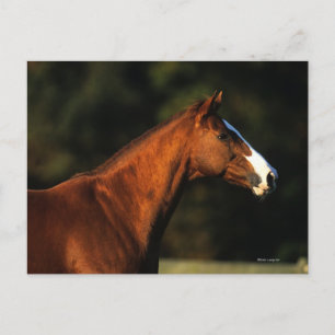 Volbloed- Paard Headshot Briefkaart