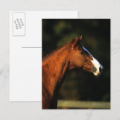 Volbloed- Paard Headshot Briefkaart (Voorkant / Achterkant)