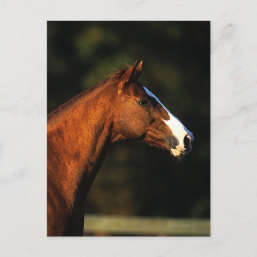 Volbloed- Paard Headshot Briefkaart (Voorkant)