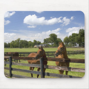 Volbloed paardenfokkerij in Marion County, Muismat