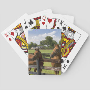 Volbloed paardenfokkerij in Marion County, Pokerkaarten