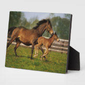 Volbloed Roskastanjebruine Merrie en Veulen Fotoplaat (Zijkant)