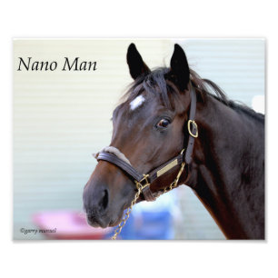 Volbloedpaard - Nano Man Foto Afdruk