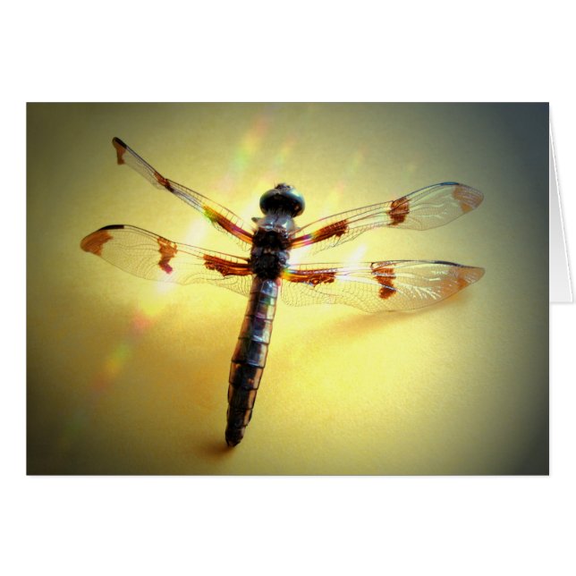 Volg alleen het licht - Dragonfly (Voorkant Horizontaal)