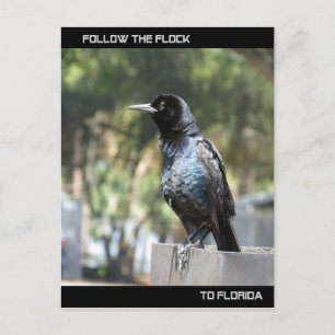 Volg de Flock Post Card Florida Briefkaart