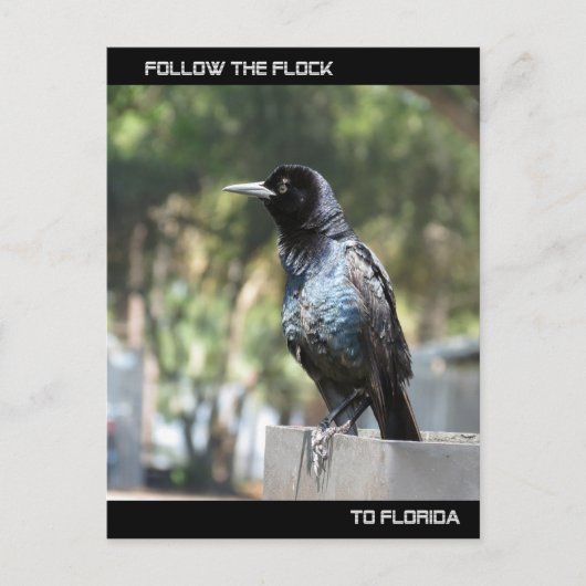 Volg de Flock Post Card Florida Briefkaart (Voorkant)
