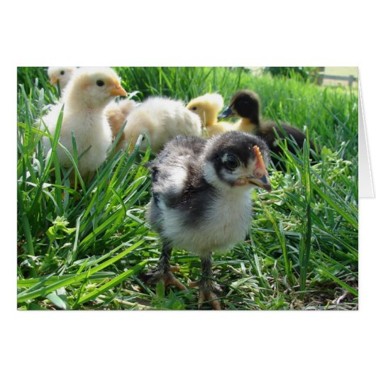 Volg de leider (Voorkant Horizontaal)