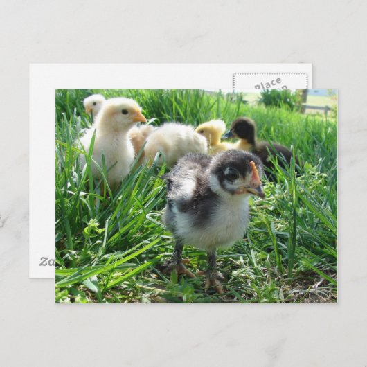 Volg de leider briefkaart (Voorkant / Achterkant)