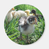 Volg de leider magneet (Voorkant)