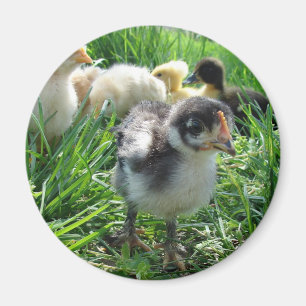 Volg de leider magneet