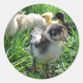 Volg de leider ronde sticker (Voorkant)