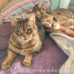 Volg de manier van katten, en de filosofie ervan,  sokken