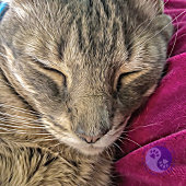 Volg de manier van katten, en de filosofie ervan,  sokken