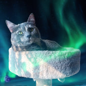 Volg de manier van katten, en de filosofie ervan,  sokken