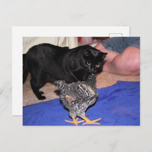 Volgers Briefkaart (Voorkant / Achterkant)