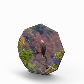 Volgherfst Fotoblokken (Rechts)