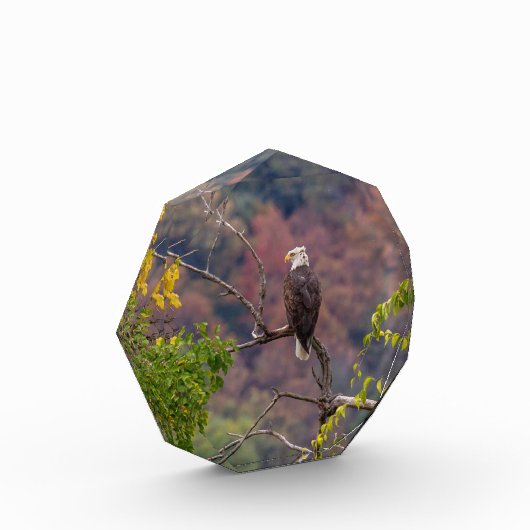 Volgherfst Fotoblokken (Links)