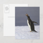 Volgvogel (Pygoscelis papua) Briefkaart (Voorkant / Achterkant)