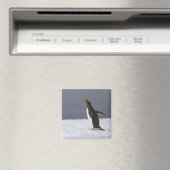 Volgvogel (Pygoscelis papua) Magneet (Insitu (Vaatwasser))
