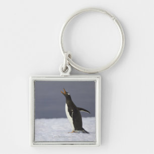 Volgvogel (Pygoscelis papua) Sleutelhanger