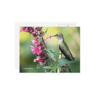 Volgzame Anna's Hummingbird op de fruitboom Briefkaart