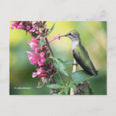 Volgzame Anna's Hummingbird op de fruitboom Briefkaart (Voorkant)