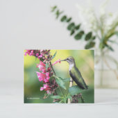 Volgzame Anna's Hummingbird op de fruitboom Briefkaart (Staand voorkant)