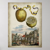 Volkamer Citrus Citrus Italiaans Landschap Poster (Voorkant)