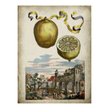 Volkamer Citrus Citrus Italiaans Landschap Poster
