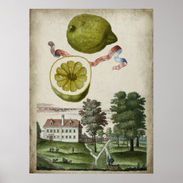 Volkamer Citrus Lemon Italiaans landschap Poster
