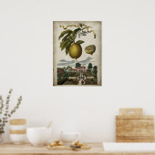 Volkamer Lemon kunstwerk Barokke stijl Decor Poster (Keuken)