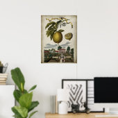 Volkamer Lemon kunstwerk Barokke stijl Decor Poster (Thuiskantoor)