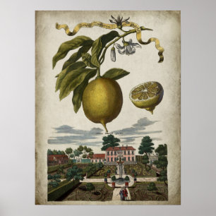 Volkamer Lemon kunstwerk Barokke stijl Decor Poster