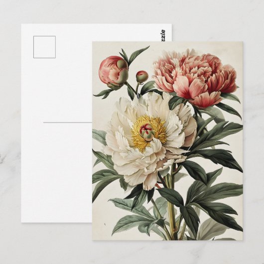 volken briefkaart (Voorkant / Achterkant)