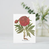  volken, volkbloemen van Basilius Besler (Staand voorkant)