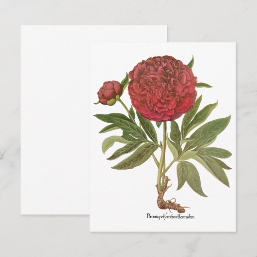 volken, volkbloemen van Basilius Besler (Voorkant / Achterkant)